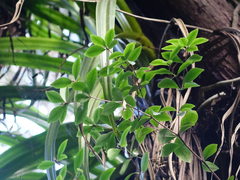 Pittosporum cornifolium