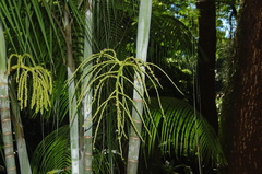 Dypsis onilahensis