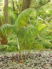 Dypsis onilahensis