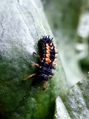 Harmonia axyridis