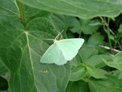 Thetidia smaragdaria