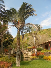 Dypsis decaryi