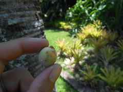 Dypsis decaryi