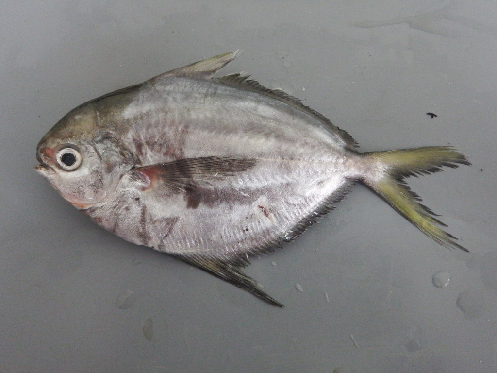 Pacific harvestfish (Peprilus medius) — Stromateidae