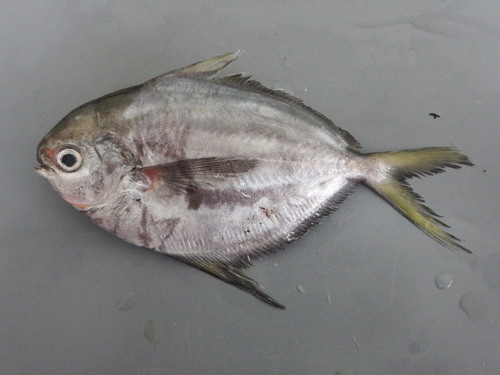 Pacific harvestfish (Peprilus medius) — Stromateidae