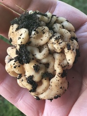 Hydnotrya