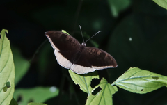 Tanaecia