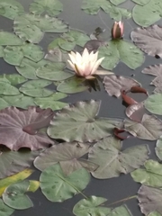 Nymphaea × marliacea