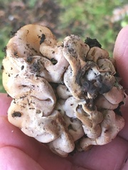 Hydnotrya