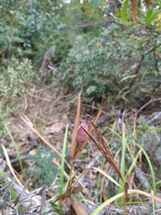 Iris sintenisii sintenisii