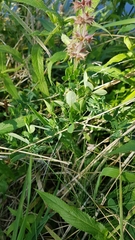 Lathyrus tuberosus