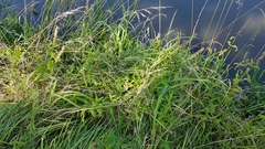 Lathyrus tuberosus