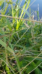 Lathyrus tuberosus