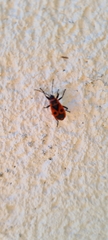 Pyrrhocoris apterus