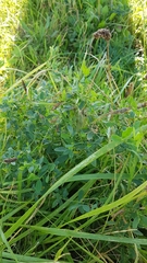 Lathyrus tuberosus