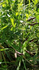 Lathyrus tuberosus