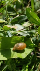 Succinea putris