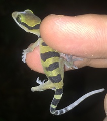 Cyrtodactylus lekaguli