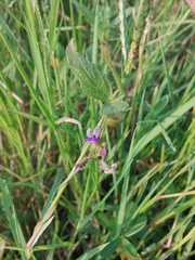 Glycine max soja