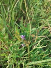 Glycine max soja