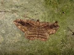 Philereme transversata