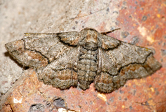 Omphalucha indeflexa