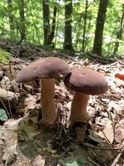 Boletus separans