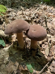 Boletus separans