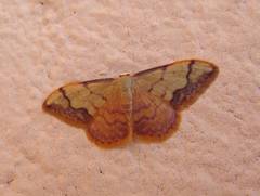 Idaea ostrinaria