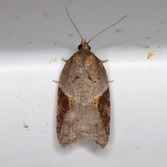 Acleris laterana