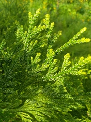 Thujopsis dolabrata