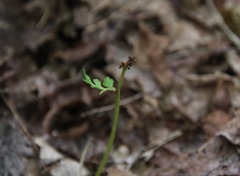 Botrychium matricariifolium