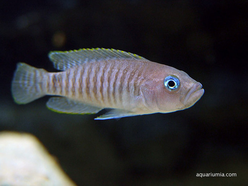 Neolamprologus multifasciatus thumbnail