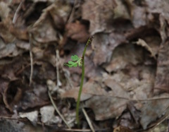 Botrychium matricariifolium