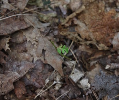 Botrychium matricariifolium