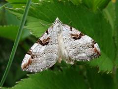 Aplocera praeformata