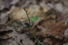 Botrychium matricariifolium