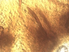 Inonotus glomeratus