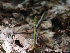 Botrychium matricariifolium