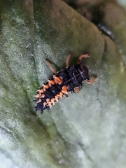 Harmonia axyridis