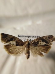 Epinotia brunnichana