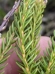 Phylica selaginoides