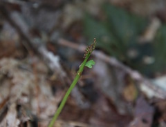 Botrychium matricariifolium