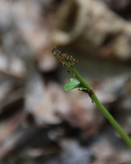 Botrychium matricariifolium