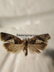 Epinotia brunnichana