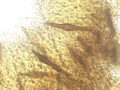 Inonotus glomeratus