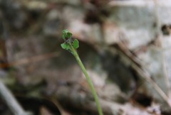 Botrychium matricariifolium