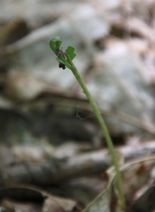 Botrychium matricariifolium