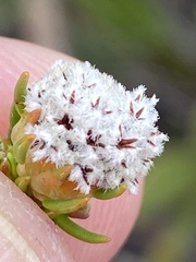 Phylica selaginoides