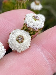 Phylica selaginoides